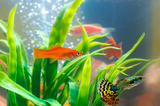 Guppy und Platy